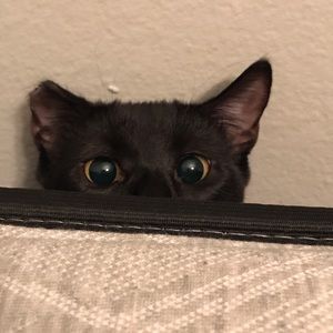 Meet your Posher, Kellyann